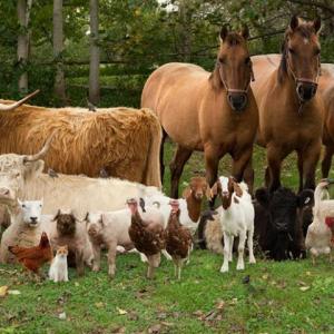 FARM ANIMALS