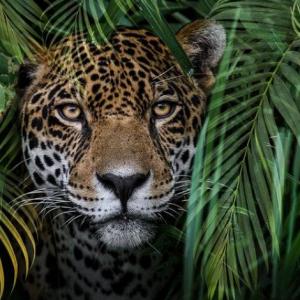 La selva y el mundo