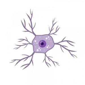 Partes de la neurona