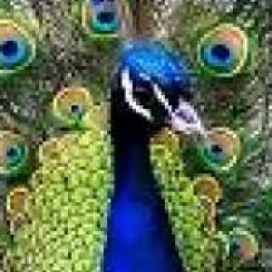 animales y sus nombres