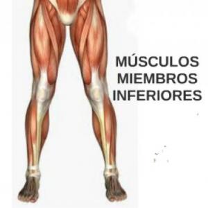 Músculos del miembro inferior