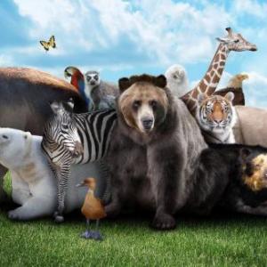 Imagen de portada del videojuego educativo: ANIMALES SALVAJES, de la temática Ciencias