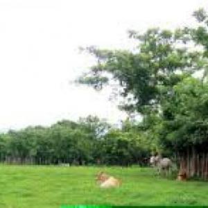 Producción y Valor Nutricional de especies para Cercas Vivas