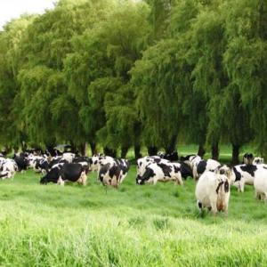 Producción y Valor Nutricional de especies para Cercas Vivas