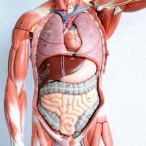 Partes del Cuerpo en P´urhépecha