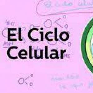 Ciclo Celular