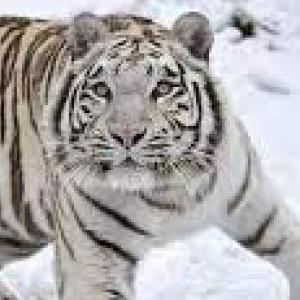 animales