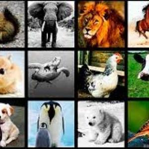 animals