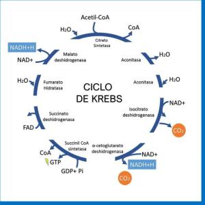 ciclo de krebs
