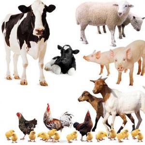 animales de la granja