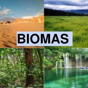 ¿Cuál es el bioma?