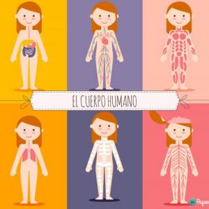 El Cuerpo Humano