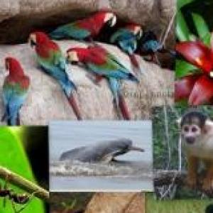 ANIMALES EN PELIGRO DE EXTINCIÓN