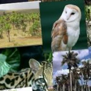 Animales en peligro de extinción