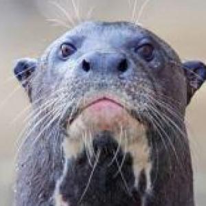 Animales en peligro de extinción en Ecuador