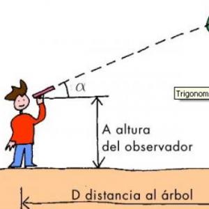 Primeros pasos en trigo