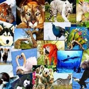 Imagen de portada del videojuego educativo: LOS ANIMALES , de la temática Medio ambiente