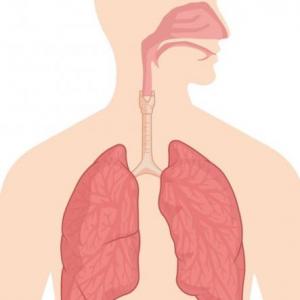 Sistema Respiratorio 