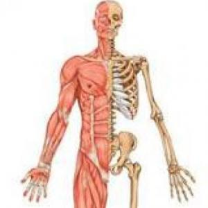 Sistema Óseo y Sistema Muscular 