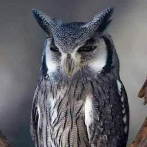 animales