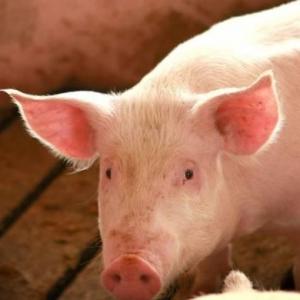 cuanto sabes de porci