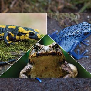 Match the animals!