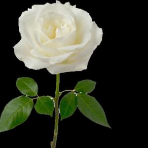 La rosa blanca 