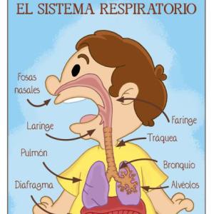 Memo del Sistema Respiratorio