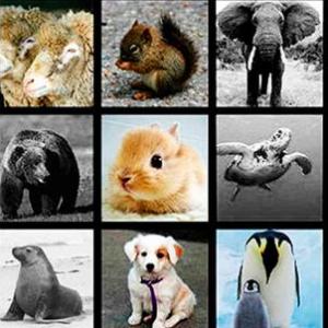 Tarjetas de memoria de animales
