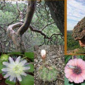 Imagen de portada del videojuego educativo: Flora y Fauna del Cerro Colorado, de la temática Ciencias