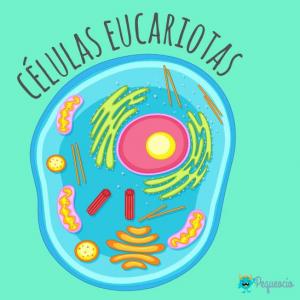 Célula eucariota