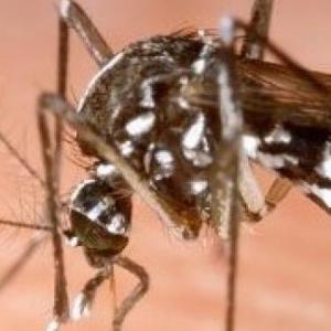 Aedes, el vengador
