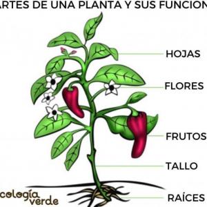 PARTES DE LA PLANTA