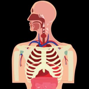 Partes del cuerpo 