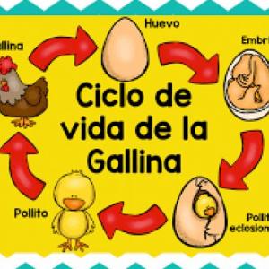 Ciclo de vida de la gallina