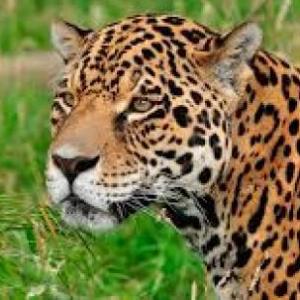 ANIMALES EN PELIGRO DE EXTINCIÓN