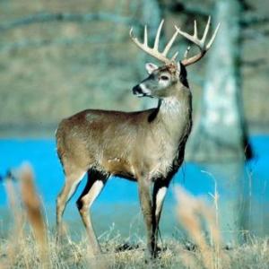 ANIMALES EN PELIGRO DE EXTINCIÓN