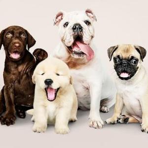 MASCOTAS