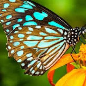 EXPERTOS EN MARIPOSAS