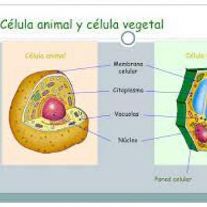 Ciencias Naturales