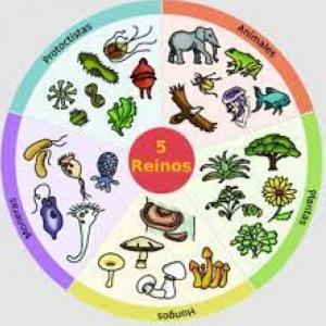 Reino