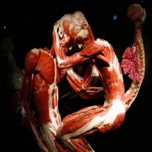 FISIOANATOMÍA HUMANA.