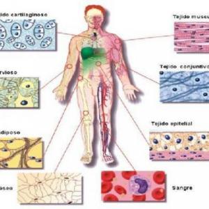 Histology World Game