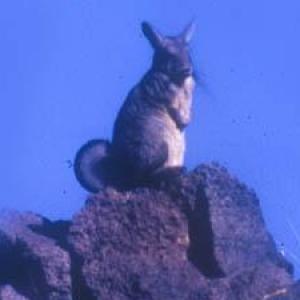Fauna en Ischigualasto