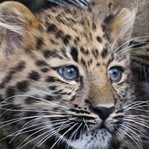 Trivia de animales