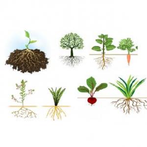 Imagen de portada del videojuego educativo: Descubriendo las plantas iguales, de la temática Biología
