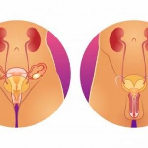 Trivia del aparato reproductor masculino y femenino