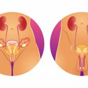 Trivia del aparato reproductor masculino y femenino