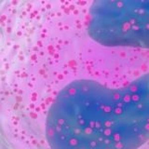 Tejido sanguíneo y hematopoyesis