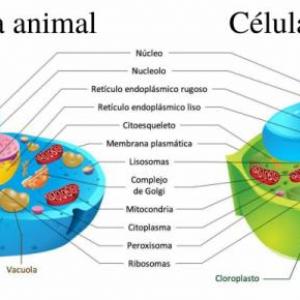 LAS CELULAS